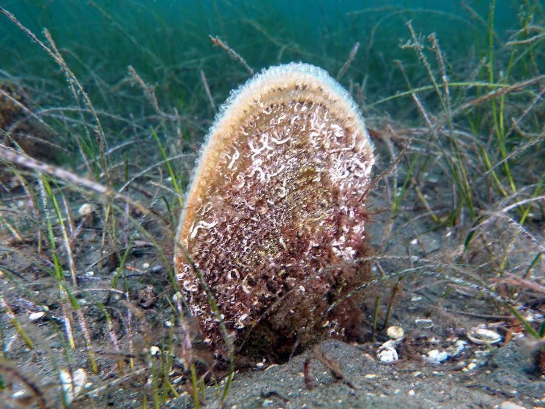 Marmara Denizi'nin son umuduydu: Cesetleri karaya vurdu! Uzmanlar endişeli, ekosistem tehlikede 16
